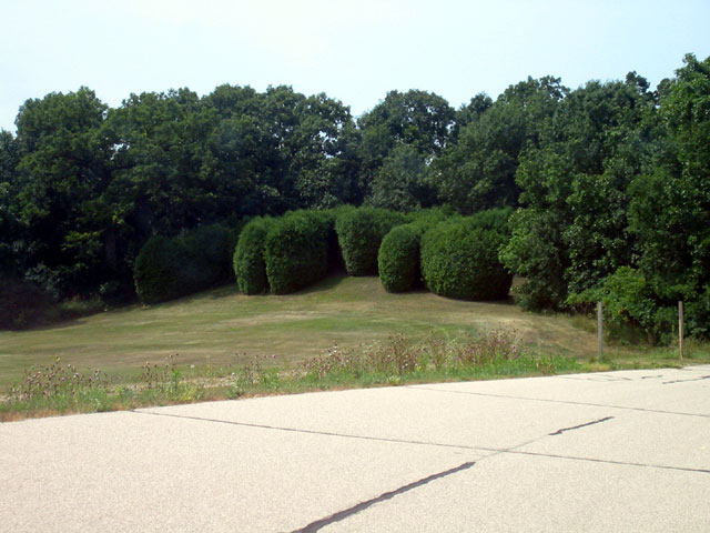 AMC bushes